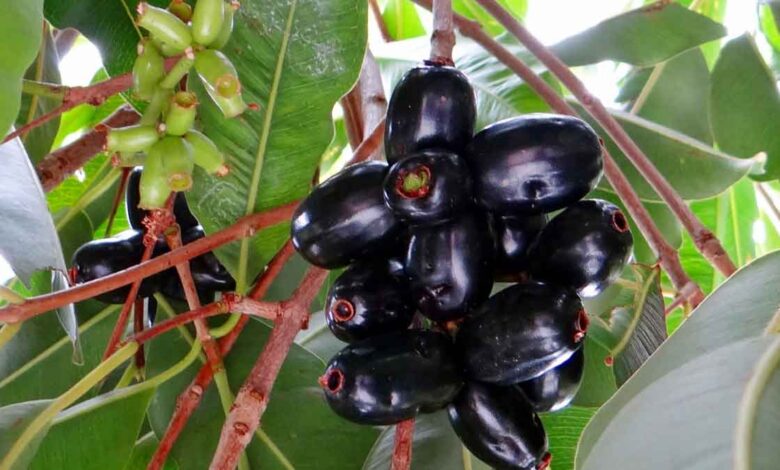10 Health Benefits Of Jamun You Can’t Miss
