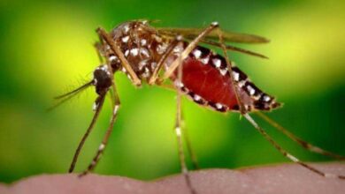Dengue and typhoid cases on the rise in Telangana