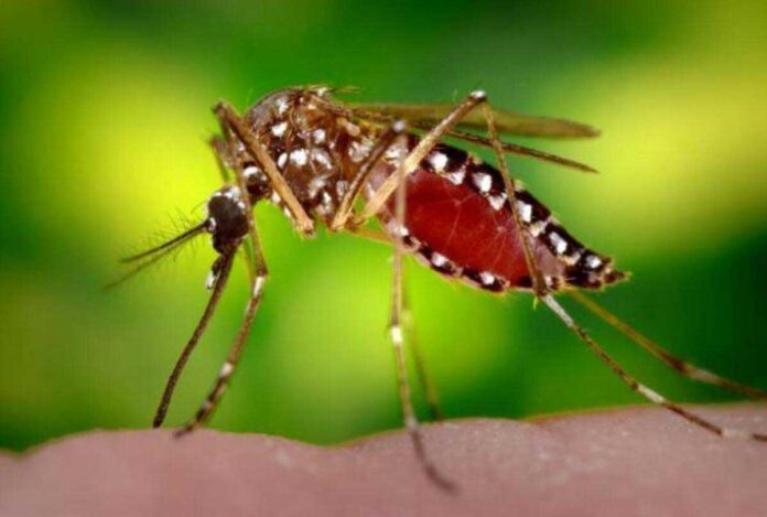 Dengue and typhoid cases on the rise in Telangana