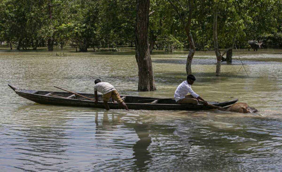 215 animals died due to floods in Kaziranga National Park Assam