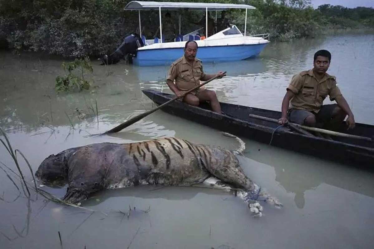 215 animals died due to floods in Kaziranga National Park Assam