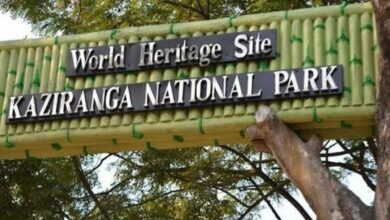 215 animals died due to floods in Kaziranga National Park Assam