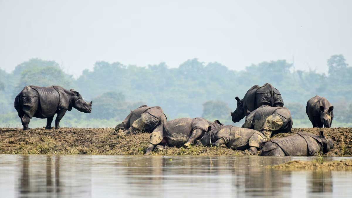 215 animals died due to floods in Kaziranga National Park Assam