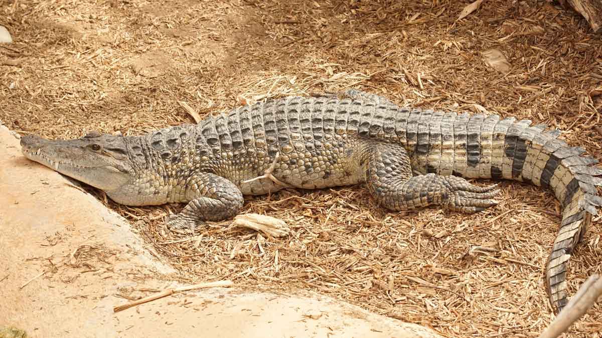 8 Animals That Hunt Cobras