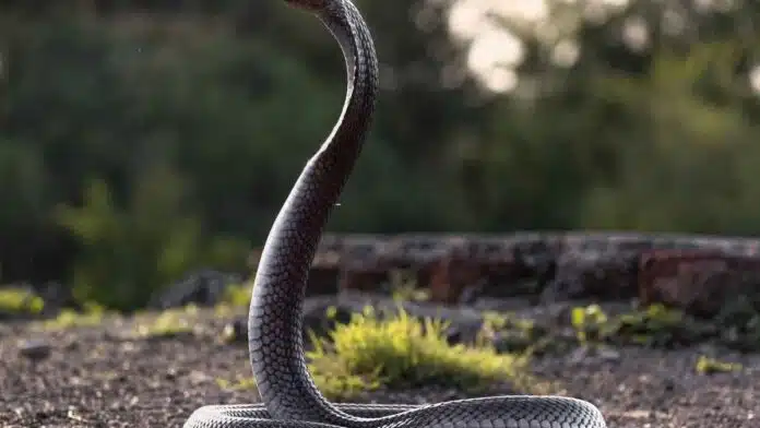 8 Animals That Hunt Cobras