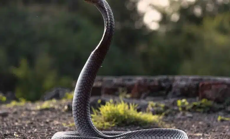 8 Animals That Hunt Cobras