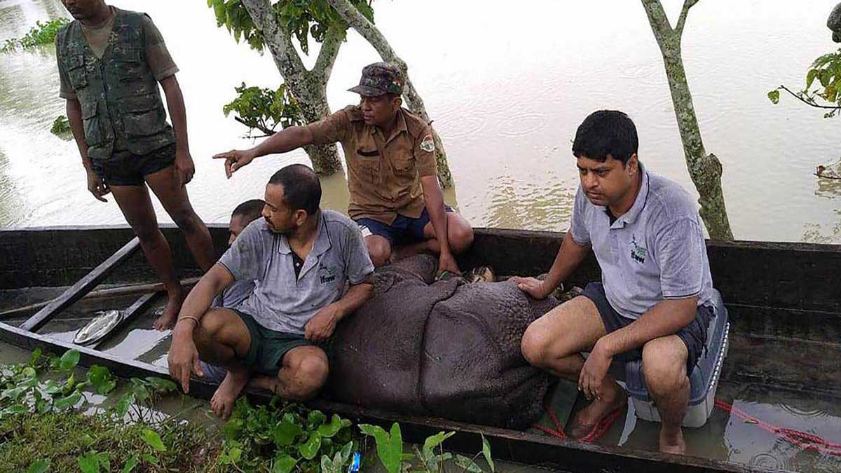 Assam 95 forest camps in Kaziranga National Park submerged due to floods 1