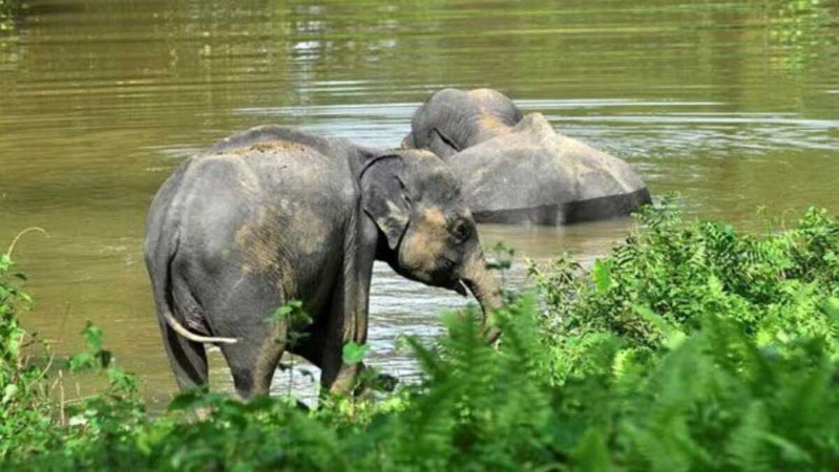 Assam 95 forest camps in Kaziranga National Park submerged due to floods 1