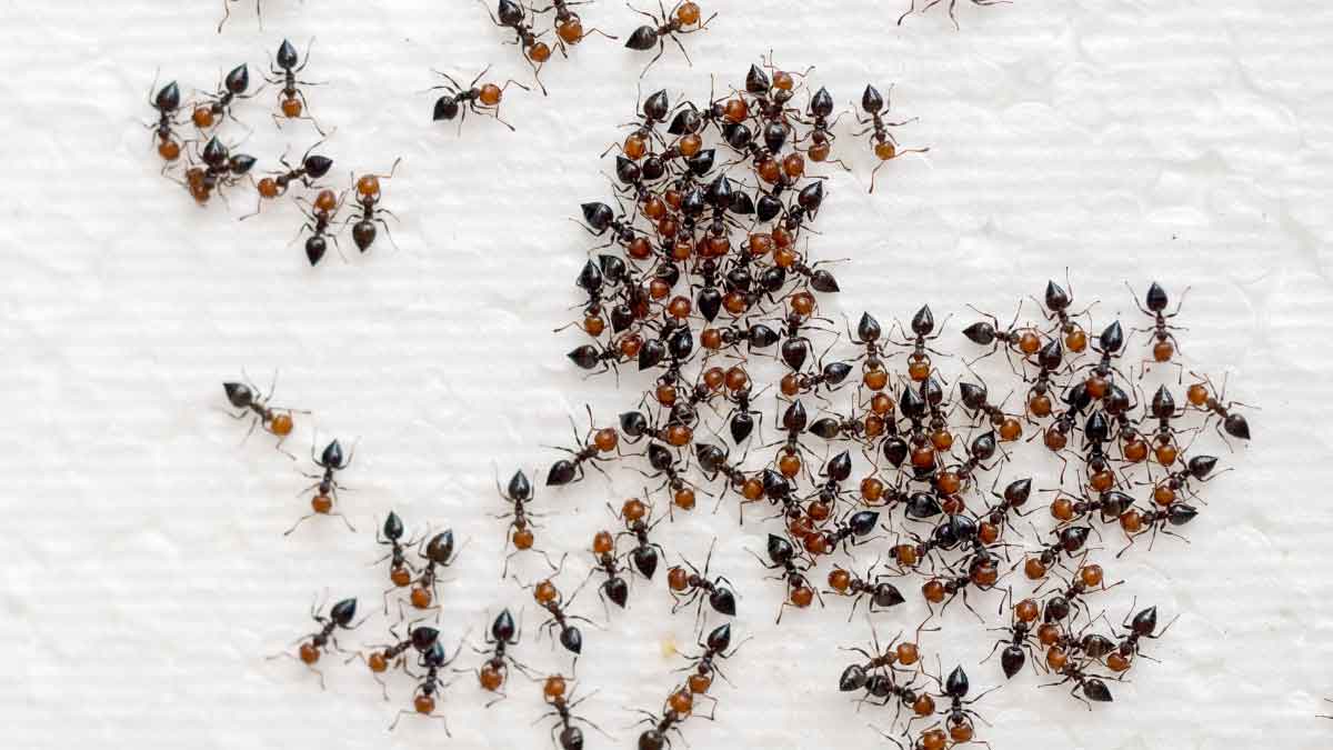 Cleaning Tips If Red Ants come into the kitchen during rain, then use these methods to drive them away