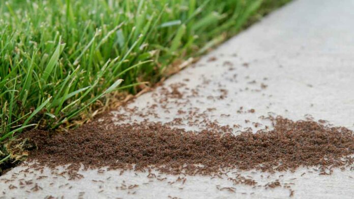 Cleaning Tips If Red Ants come into the kitchen during rain, then use these methods to drive them away