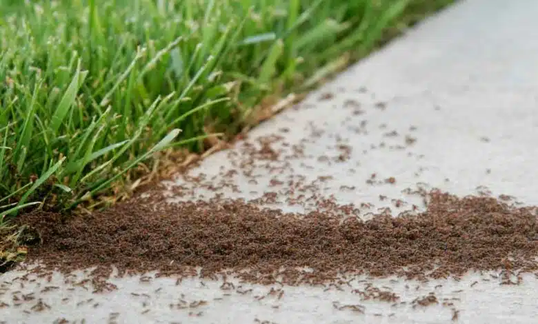 Cleaning Tips If Red Ants come into the kitchen during rain, then use these methods to drive them away