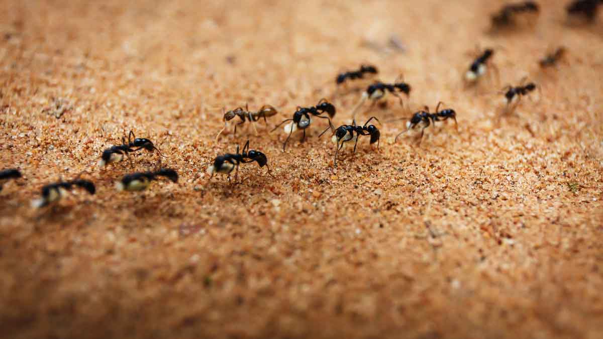 Cleaning Tips If Red Ants come into the kitchen during rain, then use these methods to drive them away