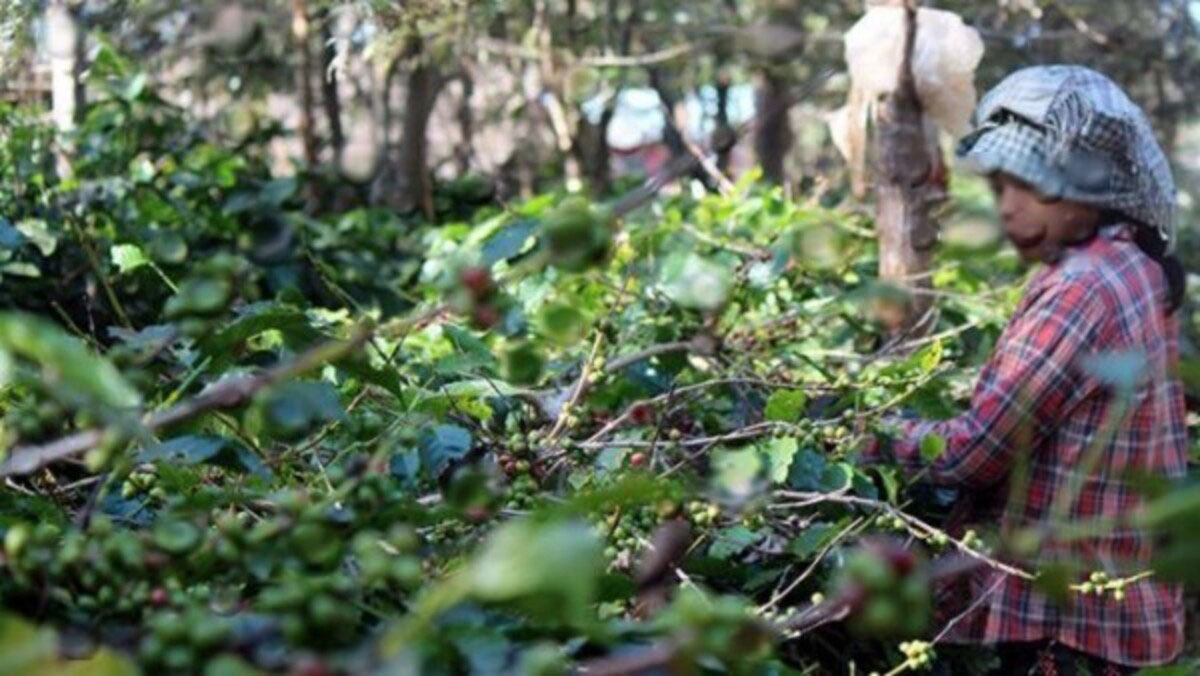 Coffee and pepper crops destroyed by rain in Karnataka