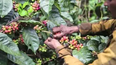 Coffee and pepper crops destroyed by rain in Karnataka