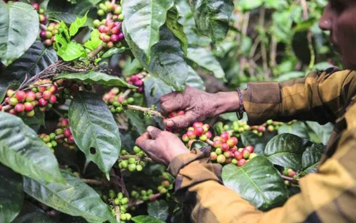 Coffee and pepper crops destroyed by rain in Karnataka