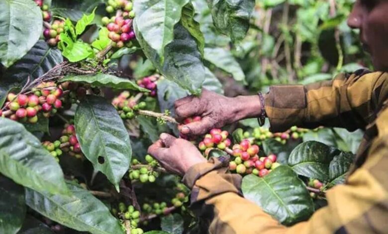 Coffee and pepper crops destroyed by rain in Karnataka