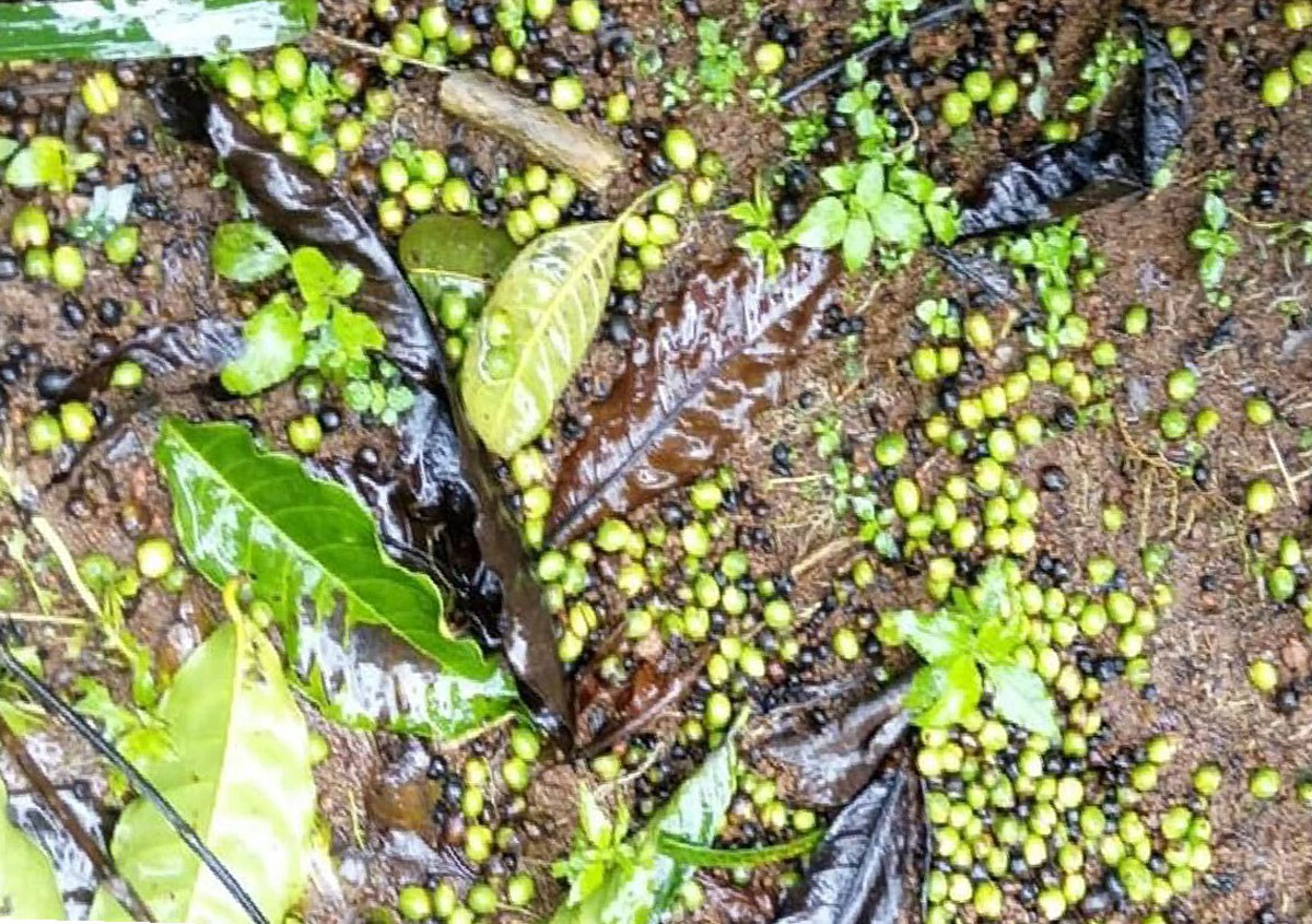 Coffee and pepper crops destroyed by rain in Karnataka