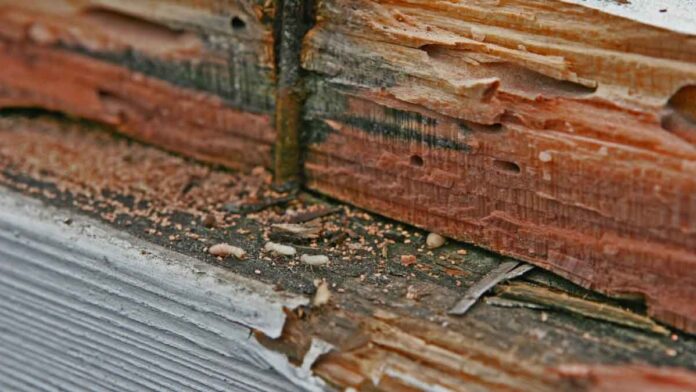 Control Termites at Home Termites will be eradicated from the root, keep these 4 things in the house