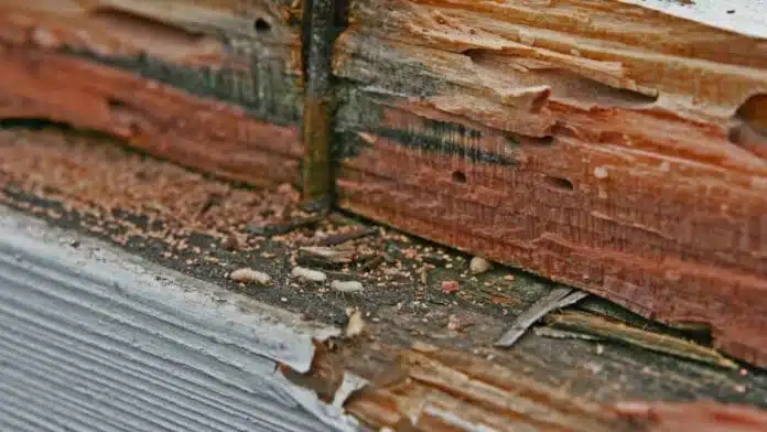 Control Termites at Home Termites will be eradicated from the root, keep these 4 things in the house