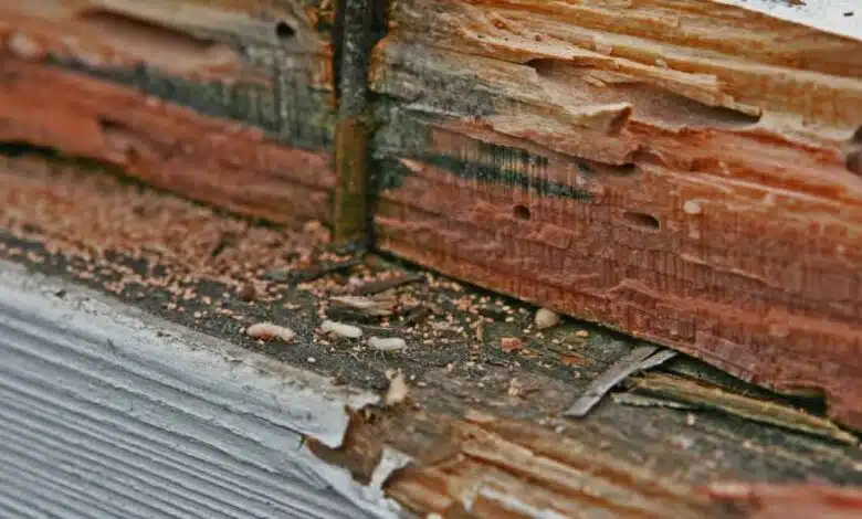 Control Termites at Home Termites will be eradicated from the root, keep these 4 things in the house