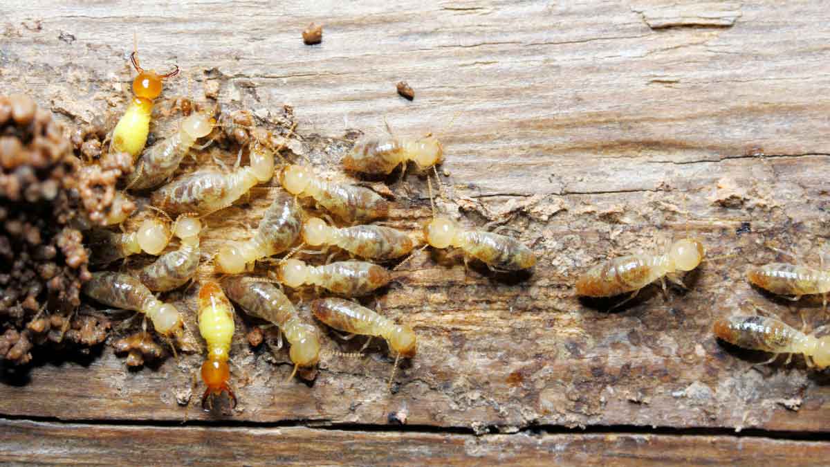 Control Termites at Home Termites will be eradicated from the root, keep these 4 things in the house