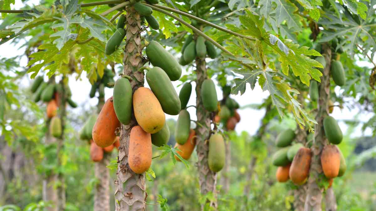 Farmers are getting rich by cultivating Chillies along with Papaya, this is the amount they earn