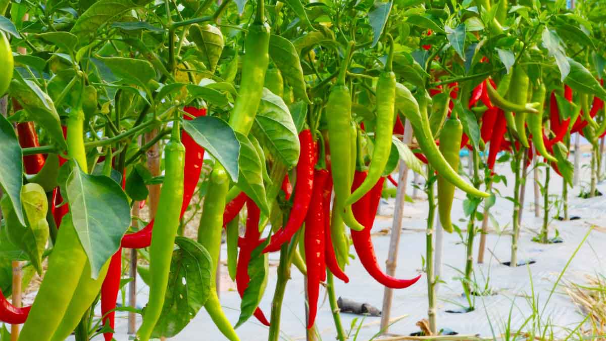 Farmers are getting rich by cultivating Chillies along with Papaya, this is the amount they earn