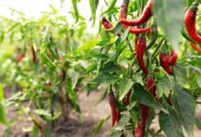 Farmers are getting rich by cultivating Chillies along with Papaya, this is the amount they earn