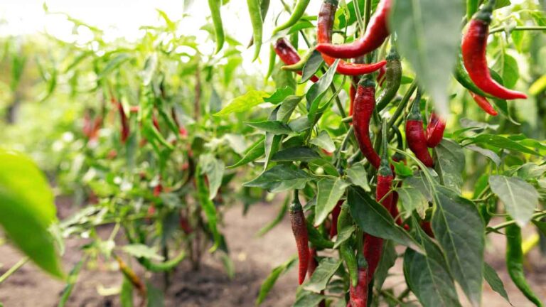 Chillies along with Papaya की खेती से किसान हो रहे लाल, इतनी होती है कमाई