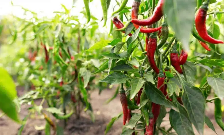 Farmers are getting rich by cultivating Chillies along with Papaya, this is the amount they earn