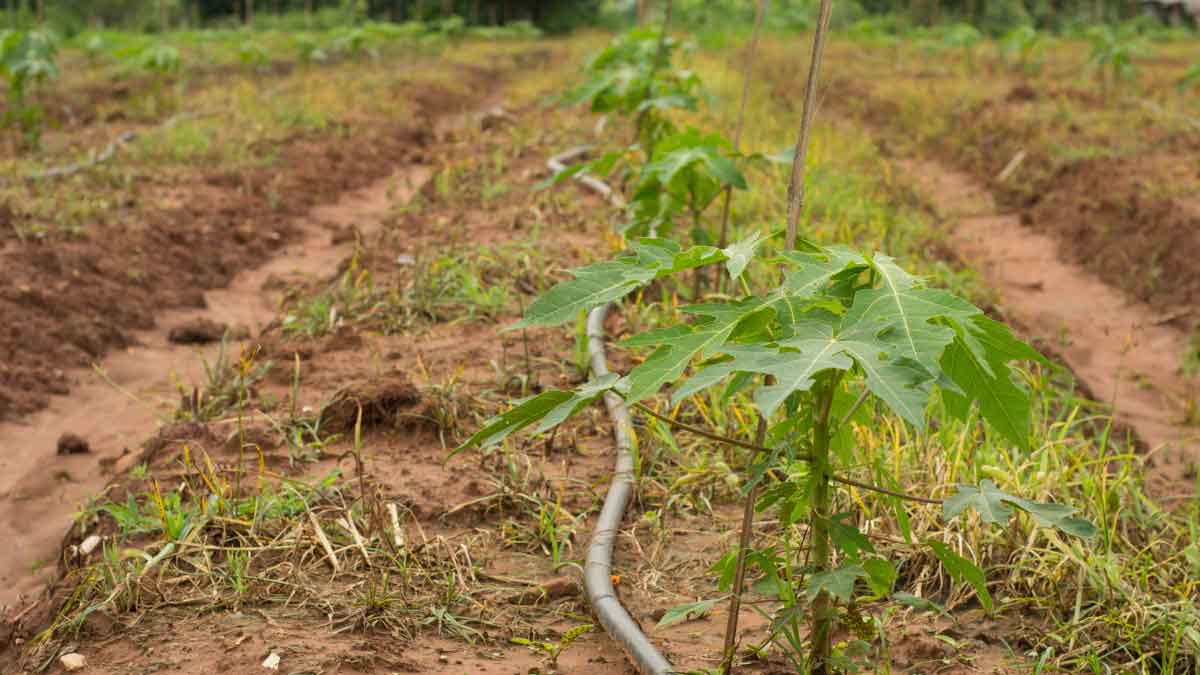 Farmers are getting rich by cultivating Chillies along with Papaya, this is the amount they earn