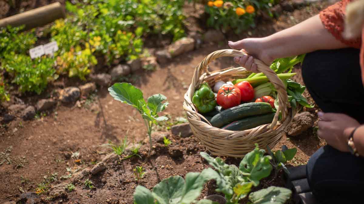 Grow these 6 plants, they will enhance the taste of food and will also take care of your health