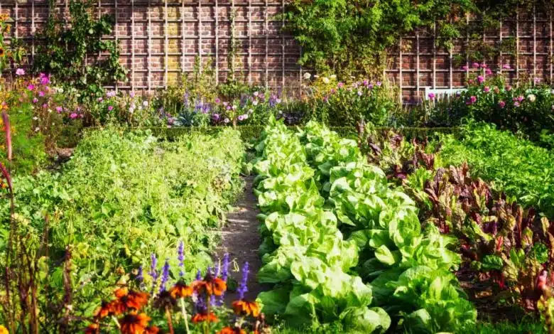 Grow these 6 plants, they will enhance the taste of food and will also take care of your health