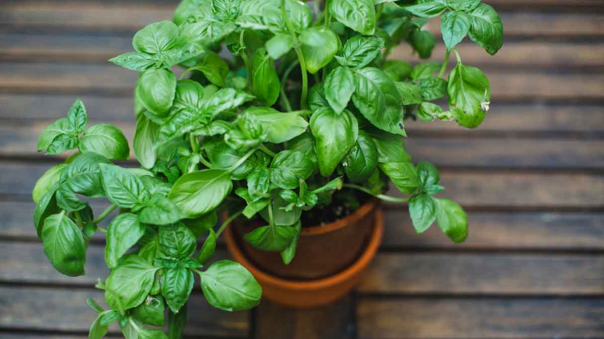 Grow these 6 plants, they will enhance the taste of food and will also take care of your health