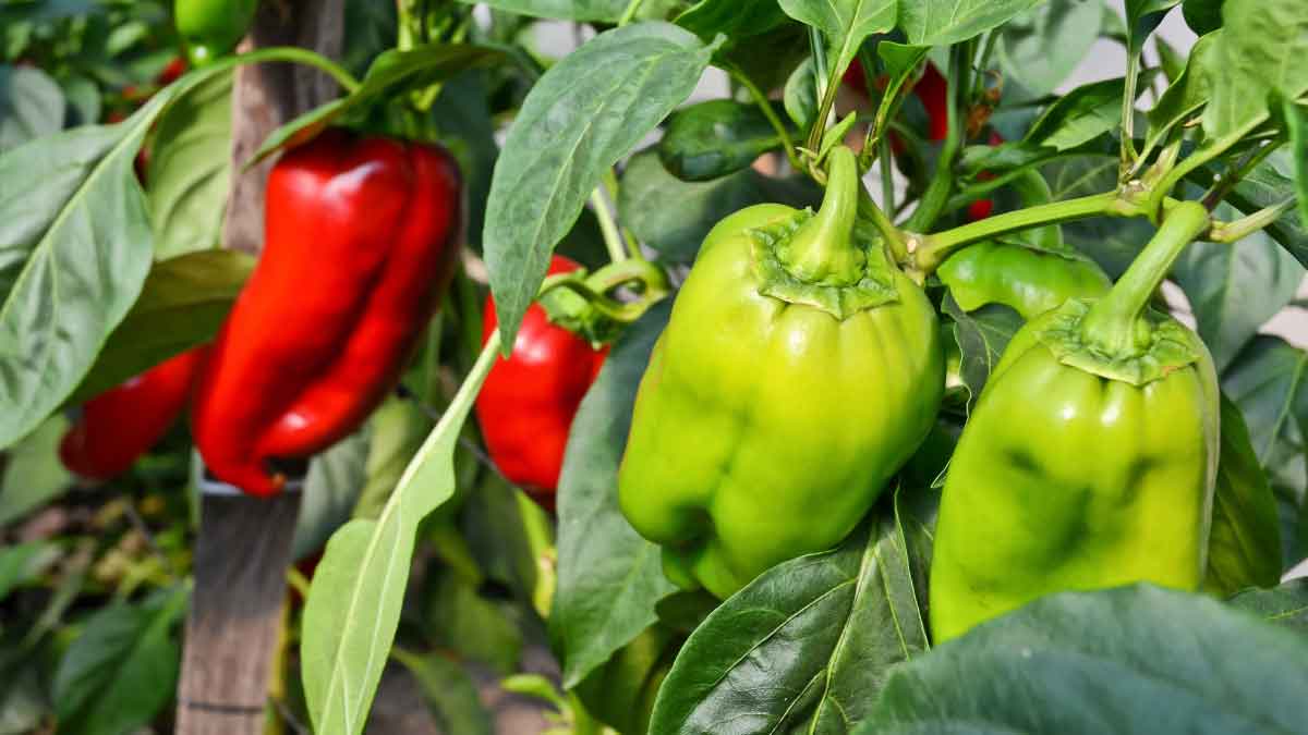 Grow these 6 plants, they will enhance the taste of food and will also take care of your health