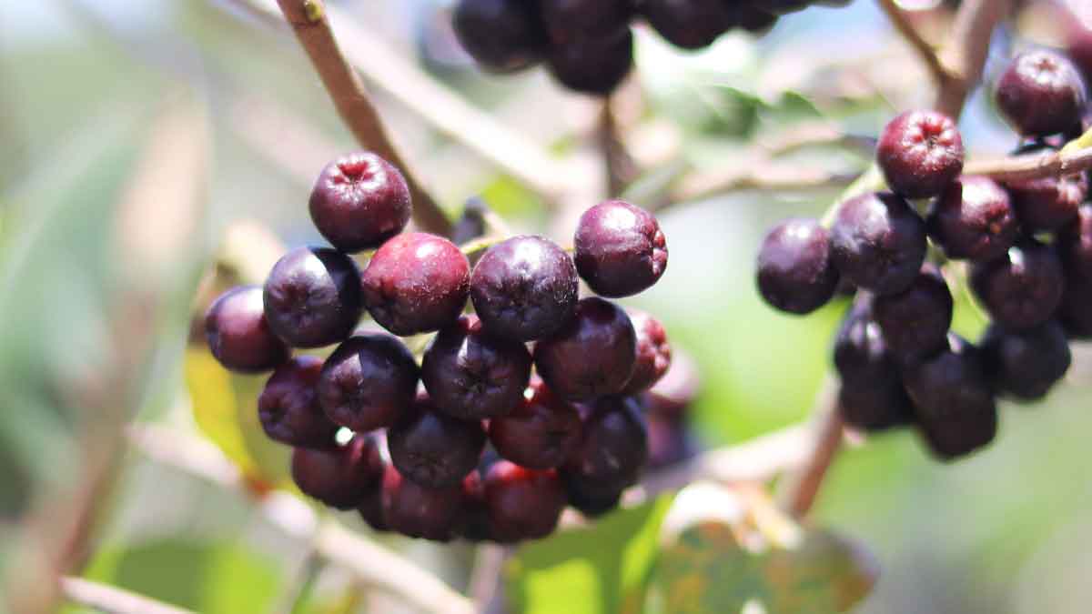 How to grow Berries in a pot Know this easy way