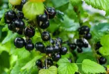 How to grow Berries in a pot Know this easy way