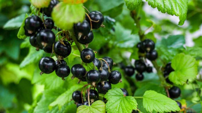 How to grow Berries in a pot Know this easy way