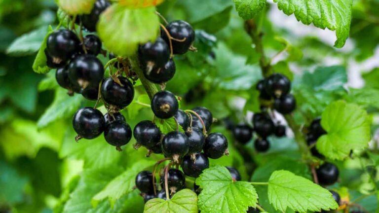 Berries: गमले में कैसे उगाएं जामुन? ये आसान तरीका जान लीजिए