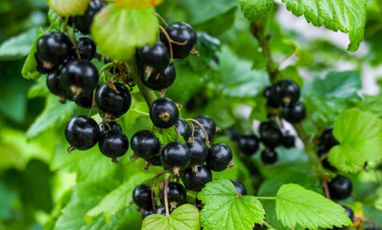 How to grow Berries in a pot Know this easy way
