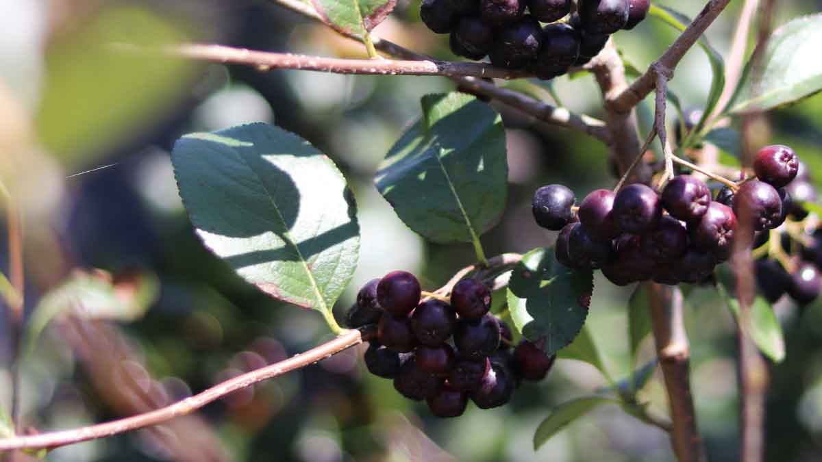 How to grow Berries in a pot Know this easy way