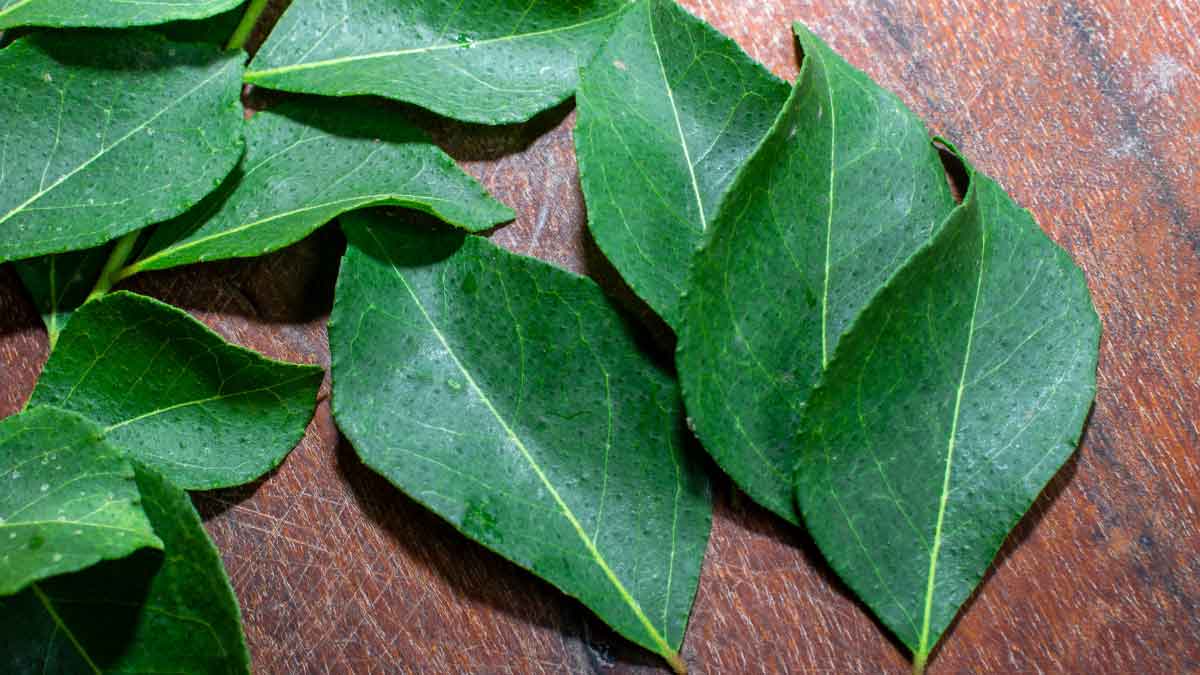 How to plant curry leaves in a pot at home, there is a special way in rainy season