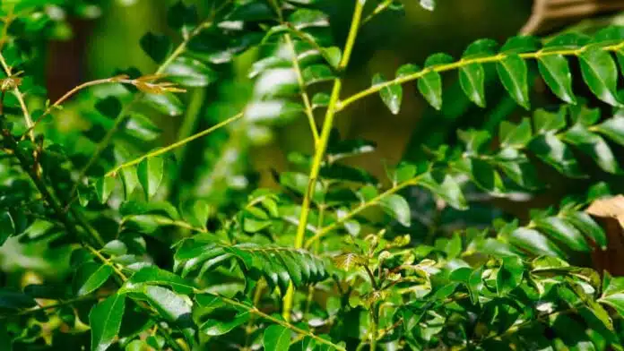 How to plant curry leaves in a pot at home, there is a special way in rainy season