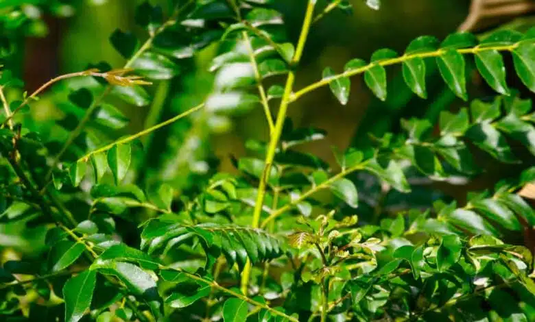 How to plant curry leaves in a pot at home, there is a special way in rainy season