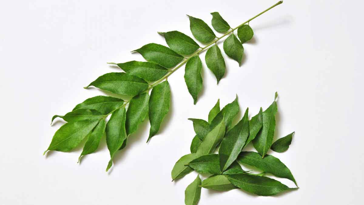 How to plant curry leaves in a pot at home, there is a special way in rainy season