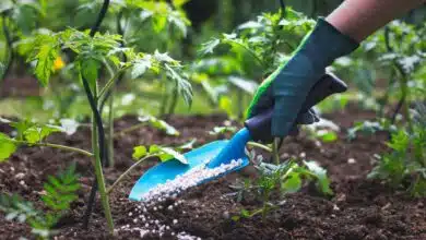 Madhya Pradesh created a Guinness world record by planting more than 12 lakh saplings