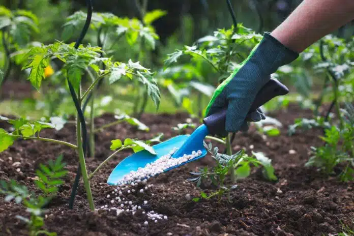 Madhya Pradesh created a Guinness world record by planting more than 12 lakh saplings