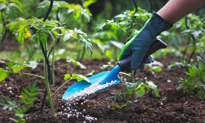 Madhya Pradesh created a Guinness world record by planting more than 12 lakh saplings