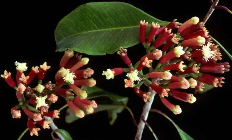 Now don't buy Cloves from the market, grow them at home, know the easy method