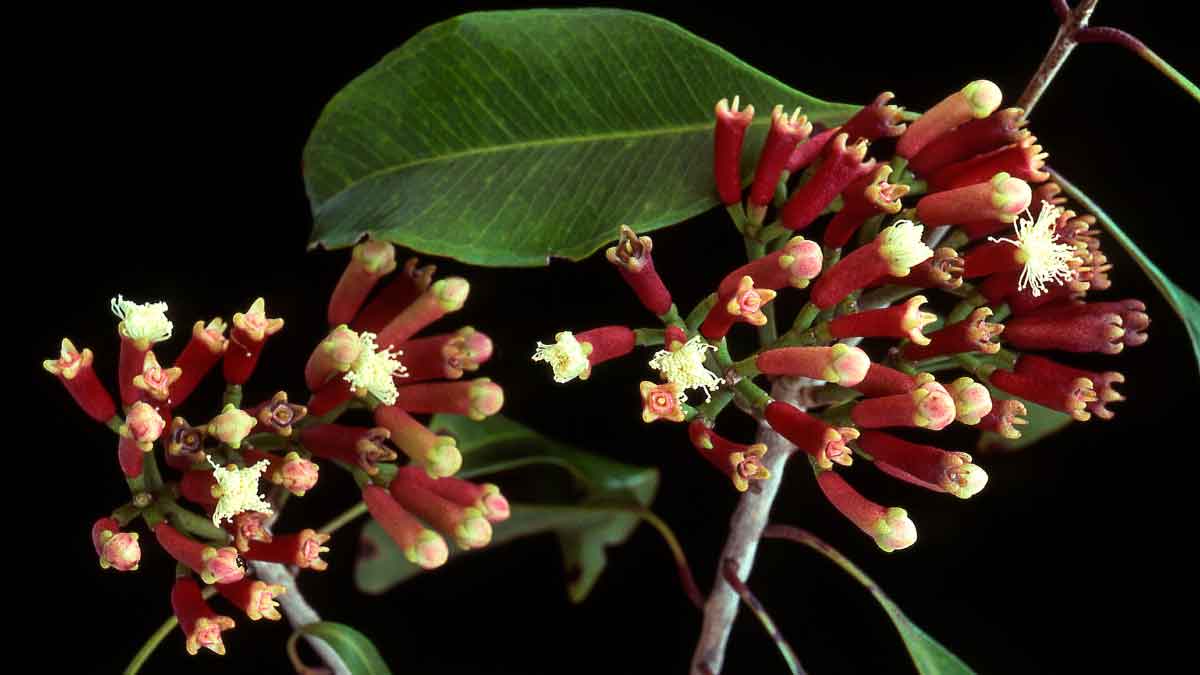 Now don't buy Cloves from the market, grow them at home, know the easy method